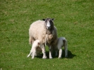 farm ewe and lambs 1