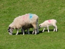farm ewe and lambs 2