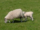 farm ewe and lambs 3