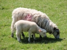farm ewe and lambs 4