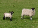 farm ewe and lambs 5