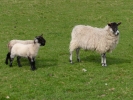 farm ewe and lambs 6
