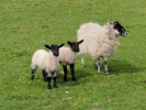 farm ewe and lambs 7