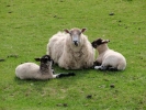 farm ewe and lambs 8