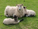 farm ewe and lambs 9