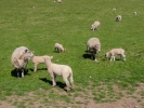 farm ewes and lambs in field