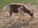 farm goat billy