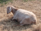 farm goat pregnant
