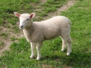 farm lamb 10