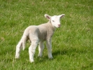 farm lamb 12