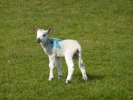 farm lamb 13