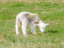 farm lamb 14