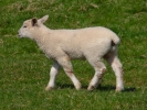 farm lamb 1