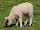 farm lamb 4