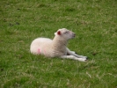 farm lamb 5