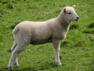 farm lamb 6