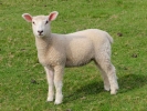 farm lamb 9
