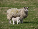 farm lamb and mother 3
