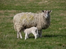 farm lamb and mother 4