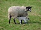 farm lamb and mother 5
