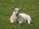 farm lamb p1030696