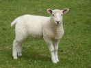 farm lamb p1030713