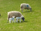 farm lambs and mother 1