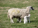 farm lambs and mother 4