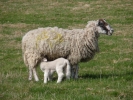 farm lambs and mother 5