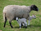farm lambs and mother 6