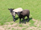 farm lambs black sheep 1