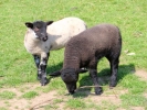 farm lambs black sheep 2