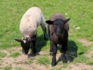 farm lambs black sheep 3