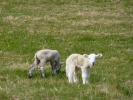 farm lambs two