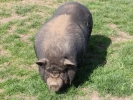 farm pig 1