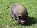 farm pig 2