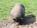 farm pig 3