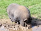farm pig 5