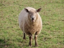 farm sheep 2