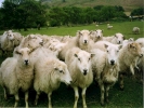 farm sheep 3