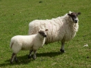 farm sheep ewe and lamb p1030706
