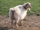 farm sheep female