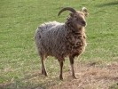 farm sheep ram