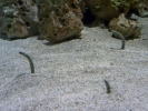 fish eel p1030106 b