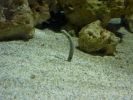fish eel p1080607 s