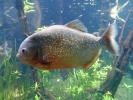 fish piranha p1020988 b
