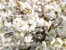flowers blossom white 2