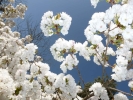 flowers blossom white p1030438