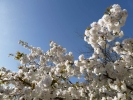 flowers blossom white p1030439