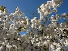 flowers blossom white p1080947